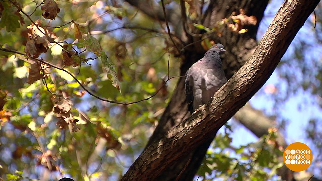 Первый канал