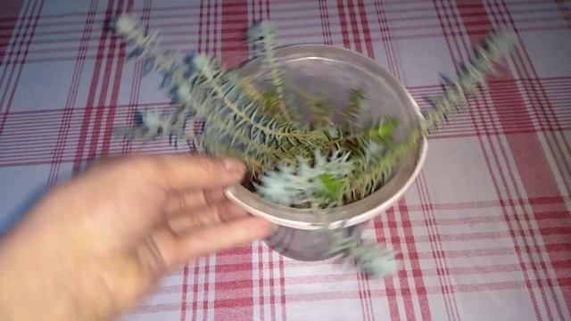 Самое неприхотливое морозоустойчивое, жароустойчивое и засухоустойчивое растение на балконе