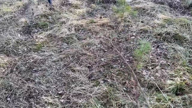 Panther Luna In The Village, Talking About The Enclosure?