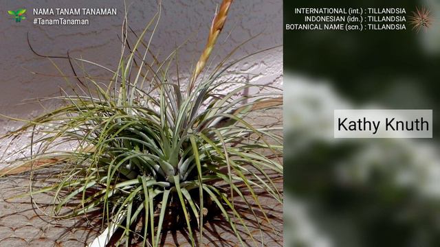 TILLANDSIA Part 15 | AIR PLANT VARIETIES | JENIS TANAMAN UDARA | PLANT ID | TANAMAN INDOOR OUTDOOR