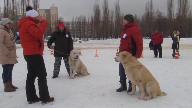 класс открытый кобели