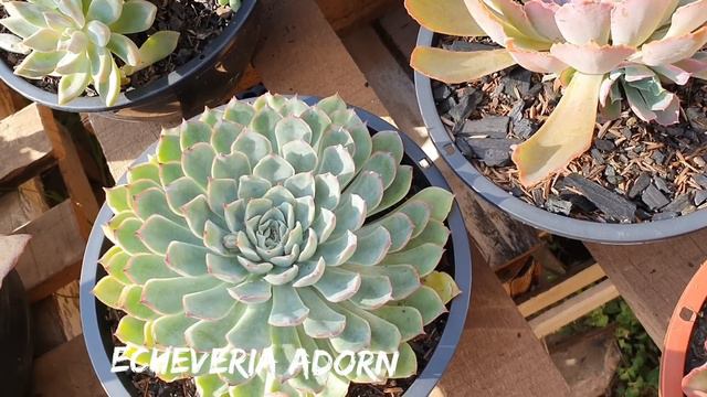 Suculentas Compactas E Raras De Garça E Frutíferas Da Dona Graça