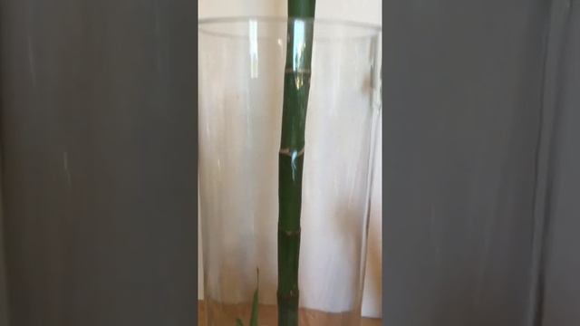 А бамбук - то растёт не по дням, а по часам! ?Продолжение.