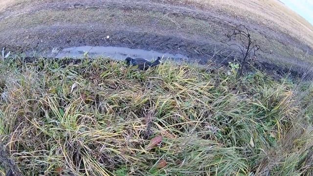 Охота на тетерева с подхода и на утку на поле!