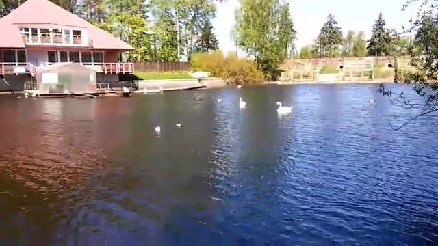 Черные лебеди. Питер.Крестовский остров.