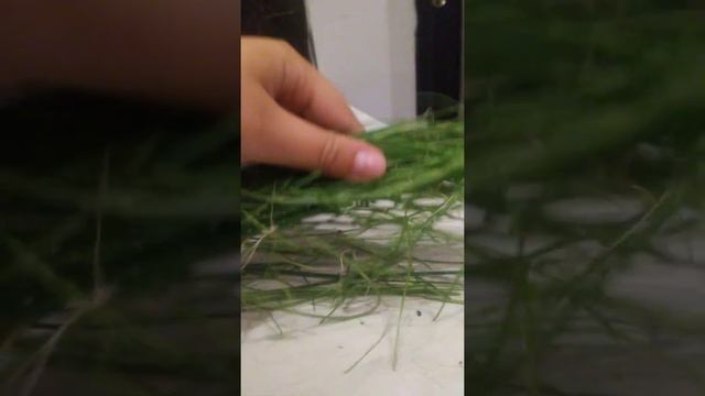 Эксперимент!!! вырастит ли лук на балконе