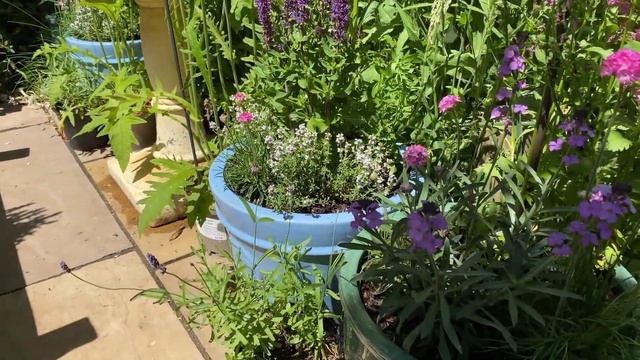 My English Garden Tour - June