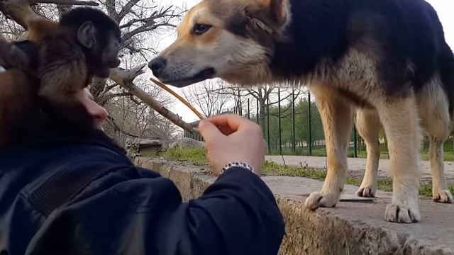 2015.04.13 Обезьяна капуцин Масяня. Дворняга.