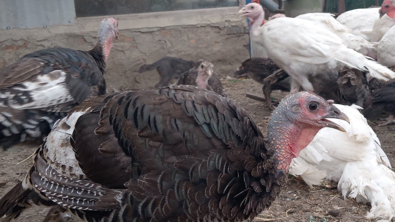 Домашние индюки 3,5 месяца