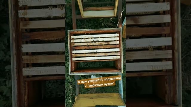 Тот случай, когда советы бесполезны..., слушаем только ощущения #пчелы #пчеловодство #зимовкапчел