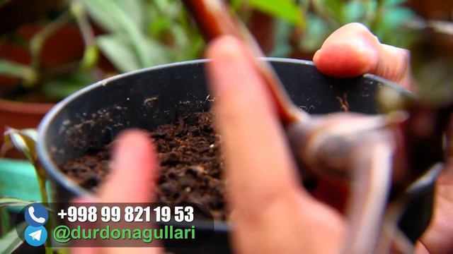 Byizning  Noyob Gullar Aranjereyasiga Sayohat 🌺🌿💯😊