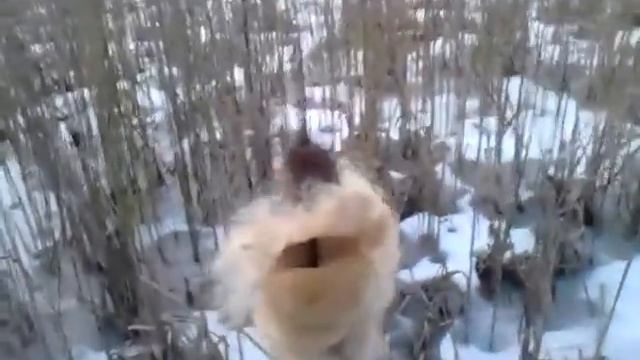 камышиный  пух ..закат..февраль....