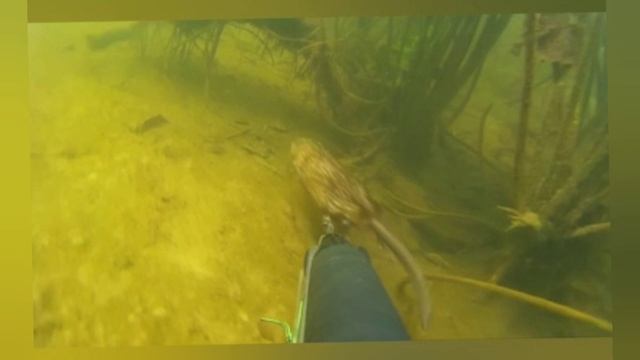 Неожиданная встреча под водой! Река Нара!