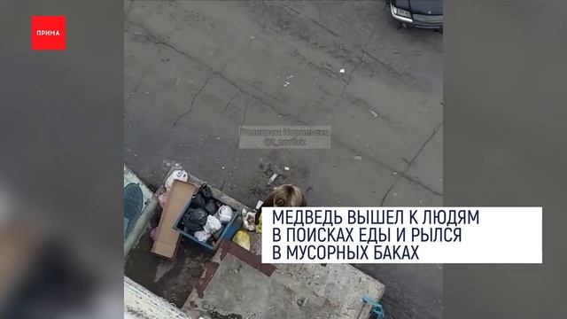 Медведь вышел к людям в поселке под Норильском