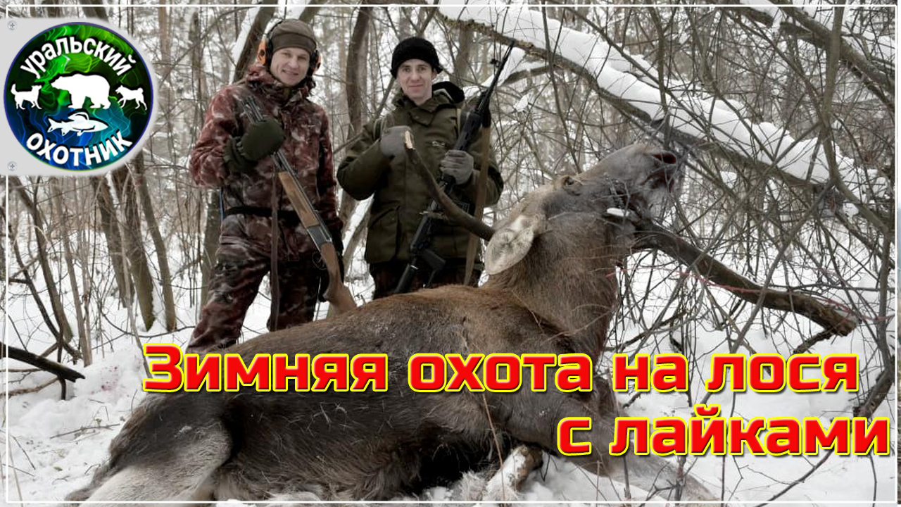 Зимняя охота на лося с лайками.