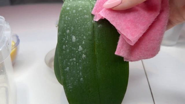 Первый уход за орхидеей ПОДРОСТКОМ после получения ПОЛИВ и адаптация орхидеи