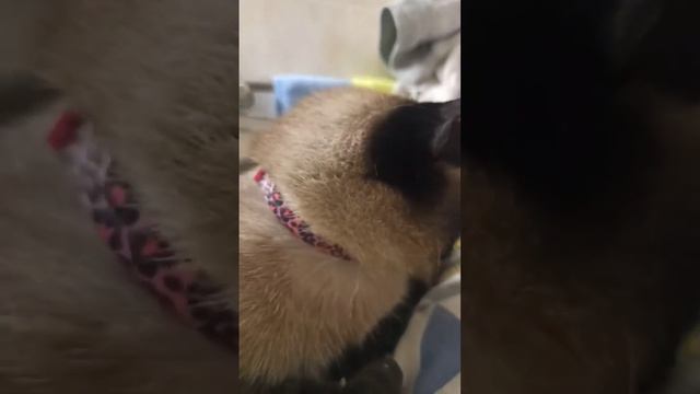 Тайская кошка ругается)) не хочет ложиться спать. Сиамская говорящая кошка Доми.  Смешные коты.