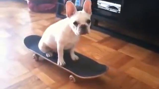 Собачка и скейтборд