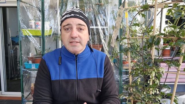 CLEMATIS 🌳: Consigue Una EXPLOSION DE COLOR 🎆y Conoce Los CUIDADOS De Esta Fascinante TREPADORA 🥰.