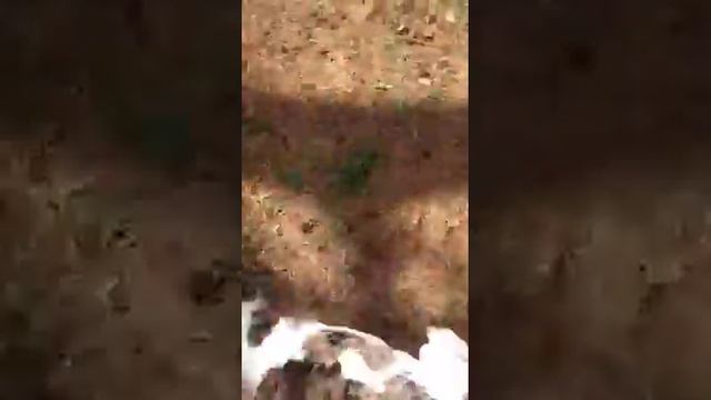 Alapaha Blue Blood Bulldog