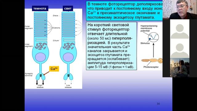 Вячеслав Дубынин, глаз и сетчатка ФФМ 2020 лекция 1 глаз