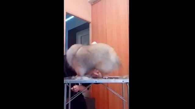 Домашний груминг шпица