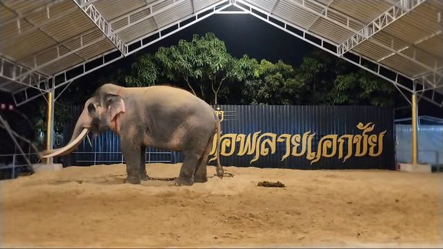 ไฮไลต์ 39:14 - 44:14 จาก มาจ้าแม่ๆจ๋าสั่งออเดอร์ผลไม้ไว้ให้พ่อเอกชัยพรุ่งนี้กันจ้าแม่จ๋า🙏น้องมีตังค