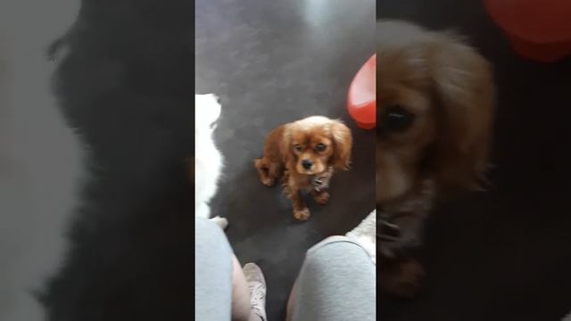 Лекси кавалер Кинг Чарльз спаниель учится смотреть в глаза