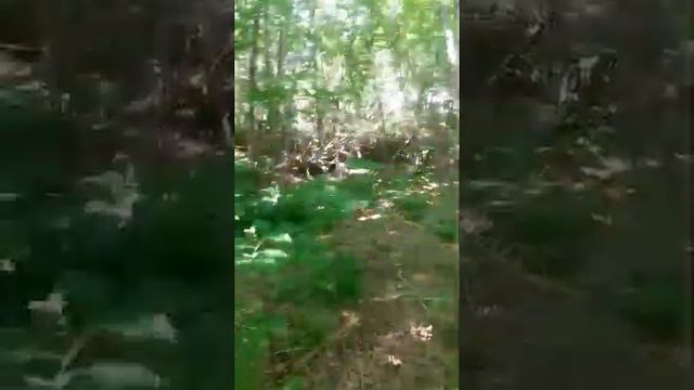 Что было на участке до начала работ.1 часть.Ищем фирму по уборке участка и корчеванию пней