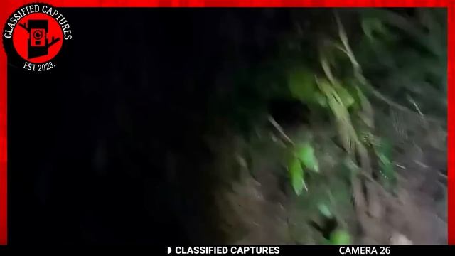 Trail Cam Footage That Surprised Even The Skeptics
