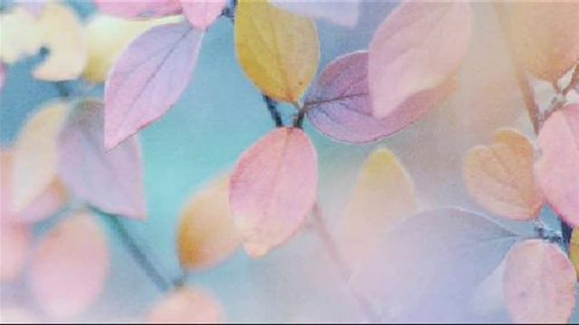 Antonio Vivaldi: Ostro Picta, Armata Spina [Introduction] In D Major (RV 642)