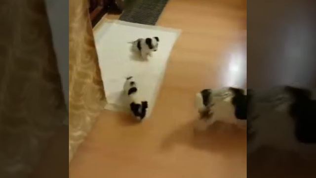 Cf4ac0e383e9c8d1a685074f5fbae198