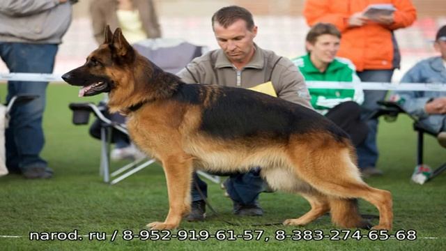 Питомники немецких боксеров