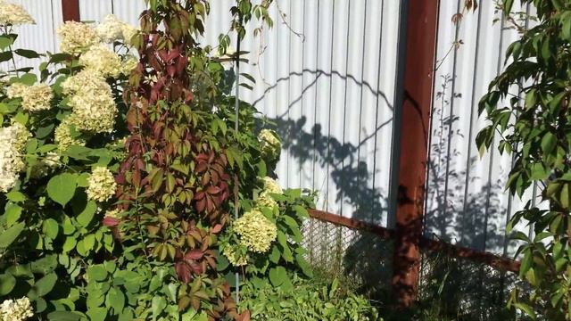 Моя любимая дача 31 августа 2017 года!!!