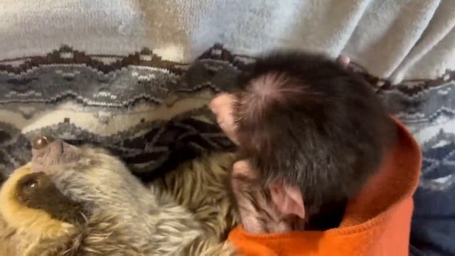 Степашка стал по-немногу пить из бутылочки! Очень пригодилось молочко, подаренное подписчиками)