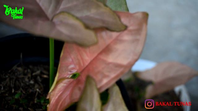 CARA MENANGANI SYNGONIUM PINK AGAR TIDAK BERUBAH WARNA