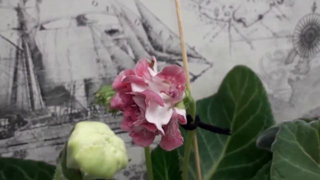 Цветение глоксиний