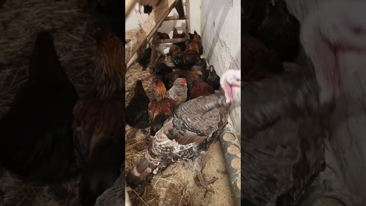 Вечерняя трапеза.