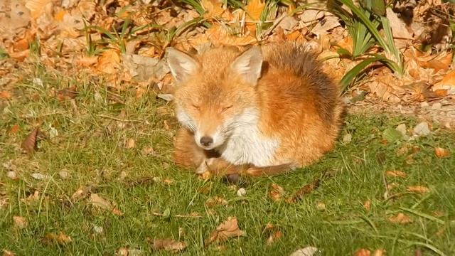 Dozy Fox Catching Some Sun. Nikon L820
