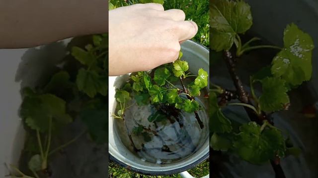 Укореняю смородину за 27 дней в воде без стимуляторов роста!Такого вы ещё не видели!Просто и быстро