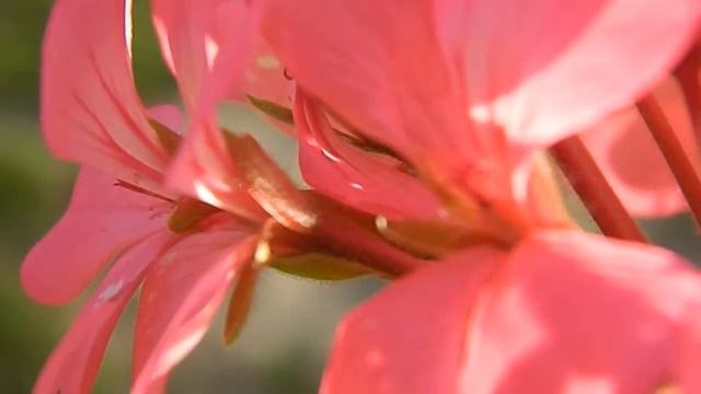 Nikon Coolpix L120 Macro Test 2