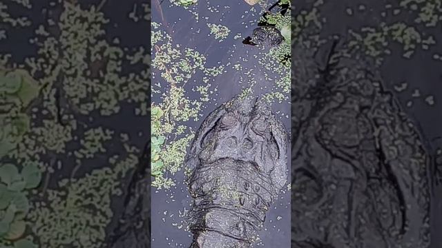 GINGER'S GETTING BIG