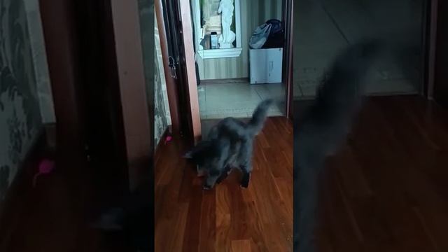 1 дни Элис в новом доме. Элис, сестра, черри, выпускница питомника.