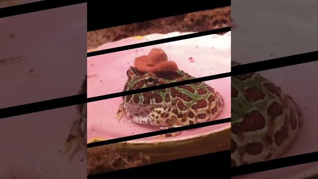 Нарезка лягушек  / милые жабы / лягушки