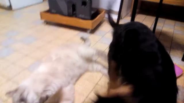 Jack Et Maxou , Cavalier King Charles