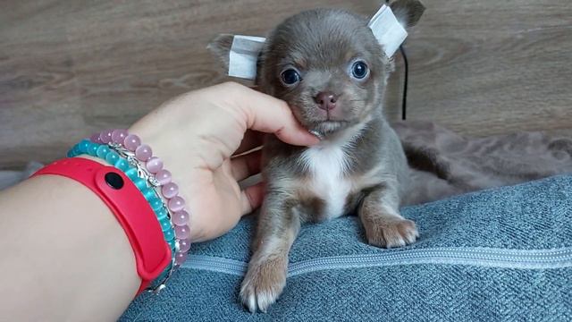 Дамский угодник Одиссей лиловый мальчик чихуахуа ПРОДАЖА питомник Кастропуло купить щенка8978745806