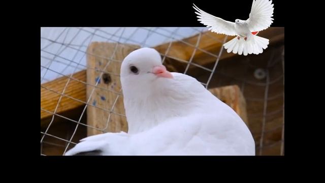 Моя голубятня