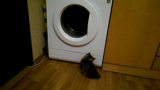 Амади и стеральная машинка (Scottish Straight / Шотландская Прямоухая)