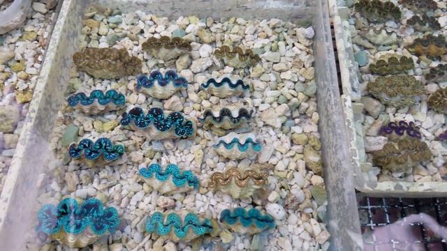 Caring For Cultured Tridacna Clams At Pacific East Aquaculture