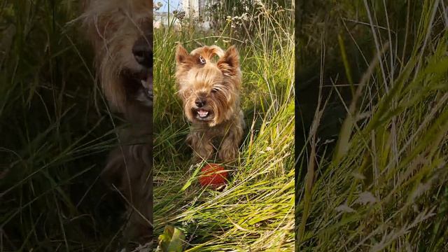 Самый красивый Йорк в Мире 🌍